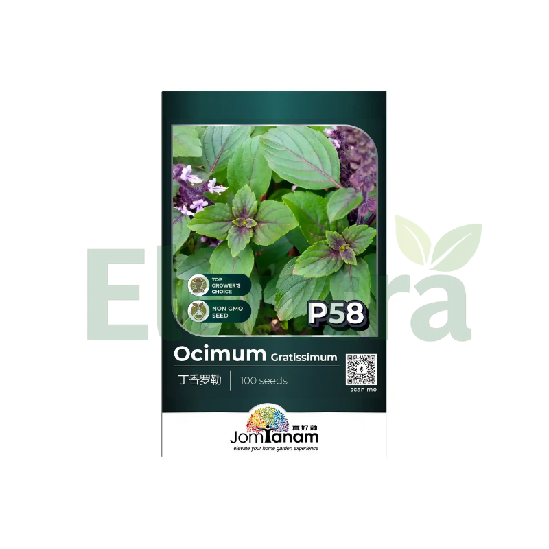 P58 OCIMUM GRATISSIMUM